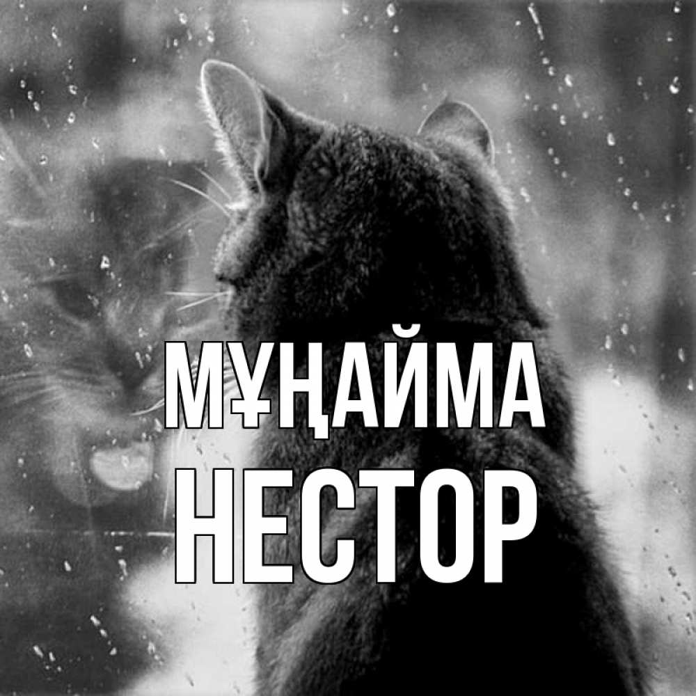 Күн сайын ашық хат с именем, Нестор Мұңайма отражение кота 1 Онлайн тегін жүктеп алу тілектері бар керемет карта 