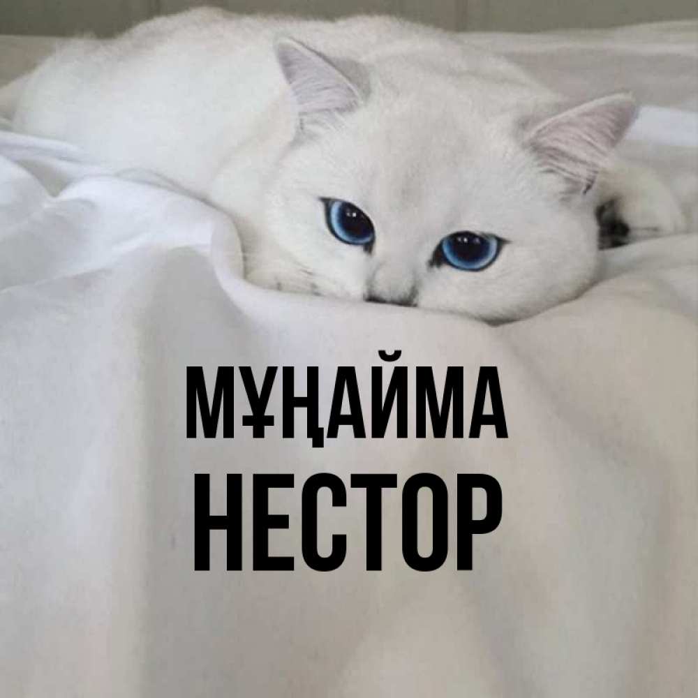 Күн сайын ашық хат с именем, Нестор Мұңайма Голубоглазая кошка Онлайн тегін жүктеп алу тілектері бар керемет карта 