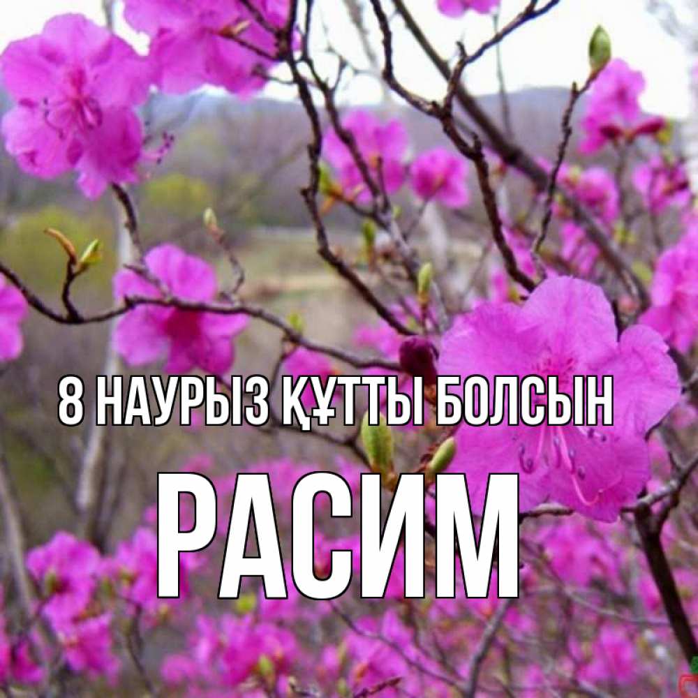 Күн сайын ашық хат с именем, Расим 8 наурыз құтты болсын международный женский день Онлайн тегін жүктеп алу тілектері бар керемет карта 
