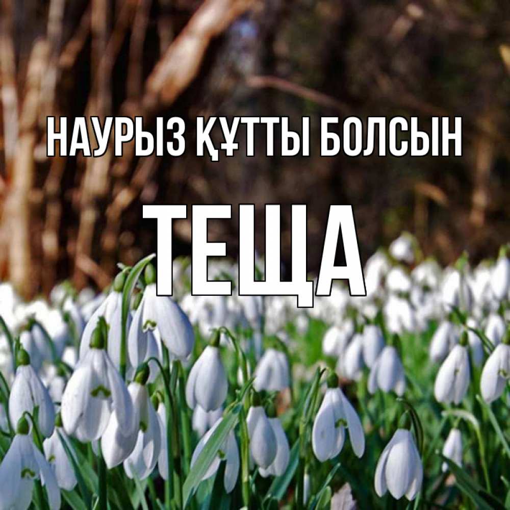 Күн сайын ашық хат с именем, Теща Наурыз құтты болсын с подснежниками 1 Онлайн тегін жүктеп алу тілектері бар керемет карта 