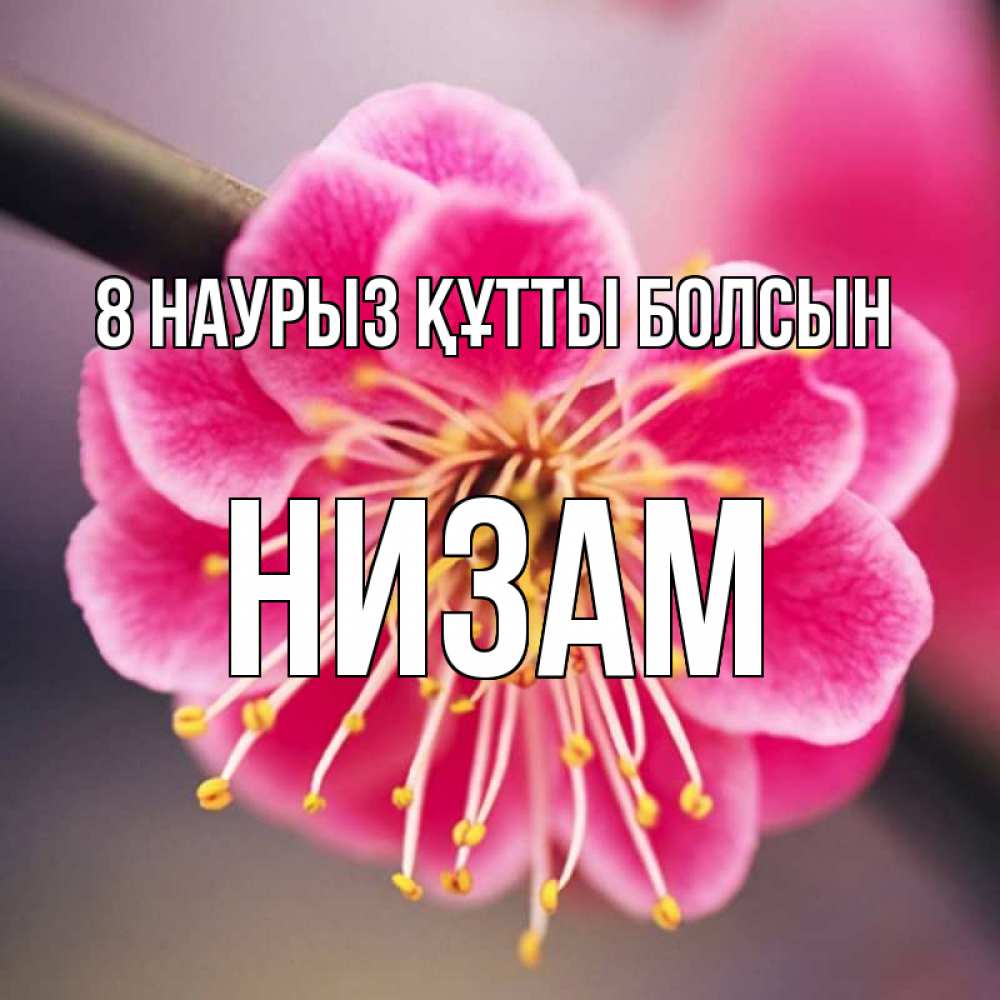 Күн сайын ашық хат с именем, НИЗАМ 8 наурыз құтты болсын цветы Онлайн тегін жүктеп алу тілектері бар керемет карта 