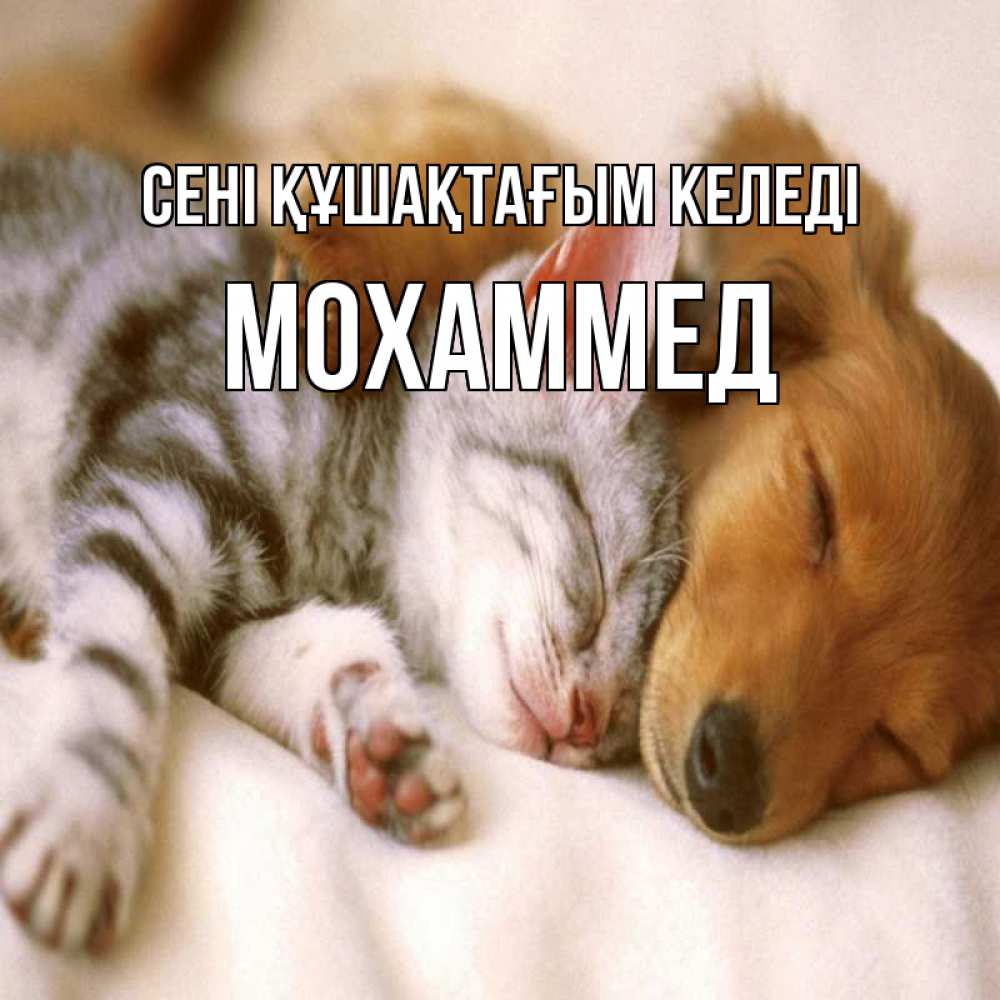 Күн сайын ашық хат с именем, Мохаммед сені құшақтағым келеді пес и котенок Онлайн тегін жүктеп алу тілектері бар керемет карта 
