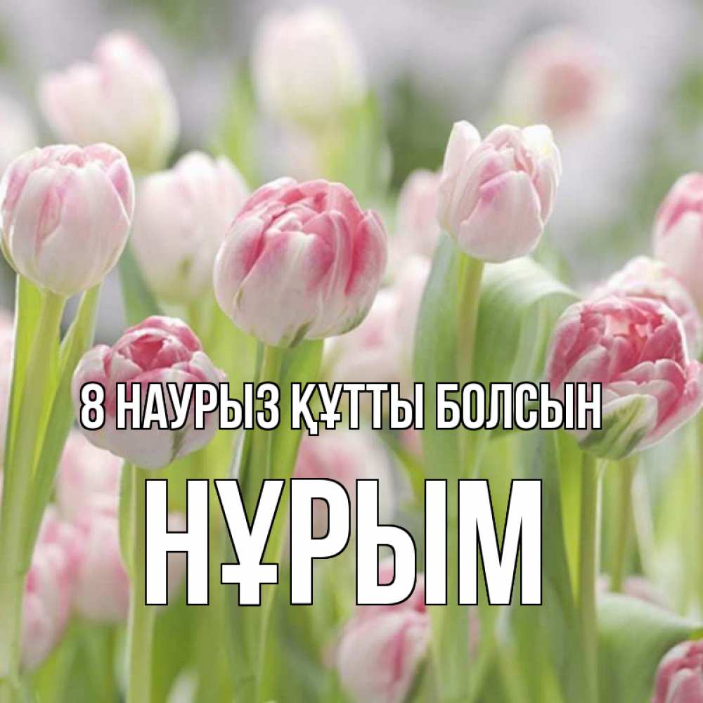 Күн сайын ашық хат с именем, Нұрым 8 наурыз құтты болсын цветы Онлайн тегін жүктеп алу тілектері бар керемет карта 