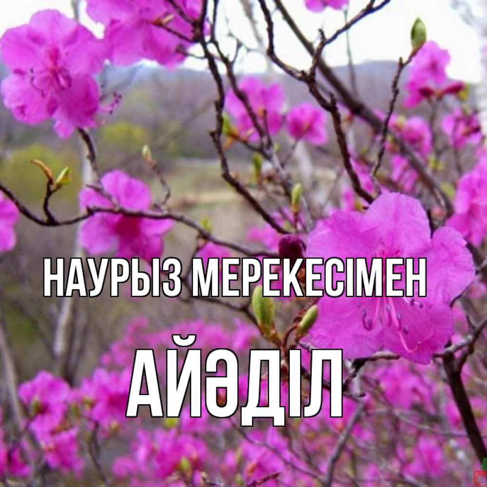 Күн сайын ашық хат с именем, Айәділ Наурыз мерекесімен праздник весны наурыз Онлайн тегін жүктеп алу тілектері бар керемет карта 