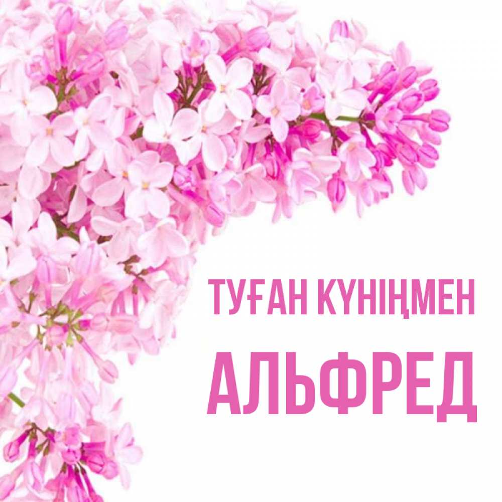 Күн сайын ашық хат с именем, Альфред Туған күніңмен Сирень на белом фоне Онлайн тегін жүктеп алу тілектері бар керемет карта 