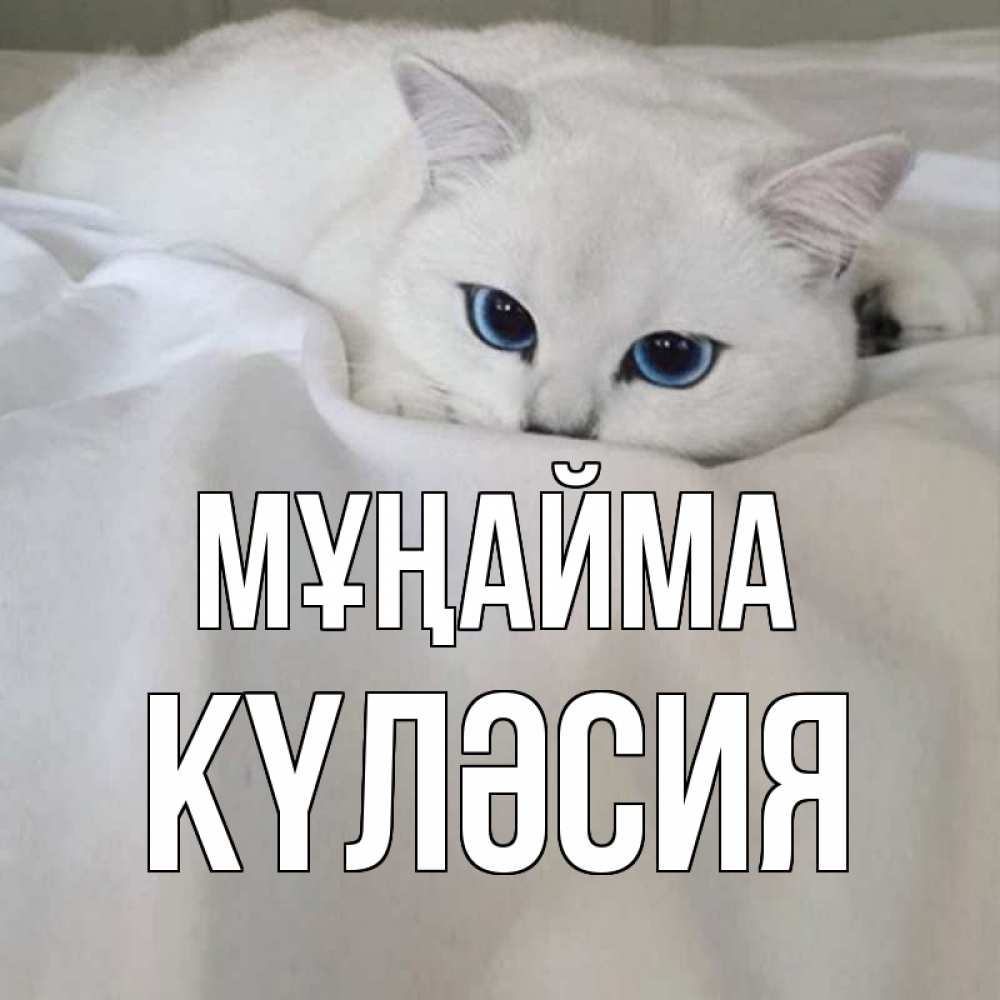 Күн сайын ашық хат с именем, КҮЛӘСИЯ Мұңайма белый кот с голубыми глазами на белоснежной кровати Онлайн тегін жүктеп алу тілектері бар керемет карта 