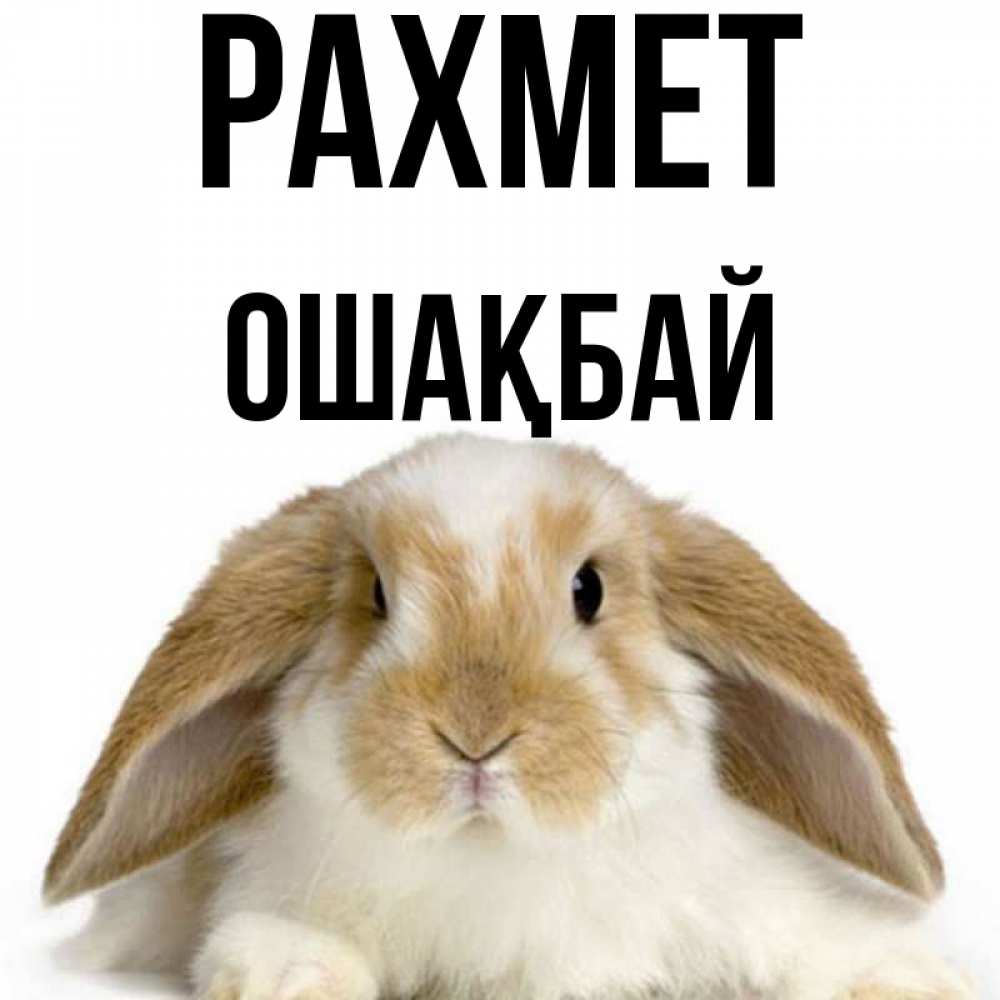 Күн сайын ашық хат с именем, ОШАҚБАЙ рахмет коричнево белый заяц Онлайн тегін жүктеп алу тілектері бар керемет карта 