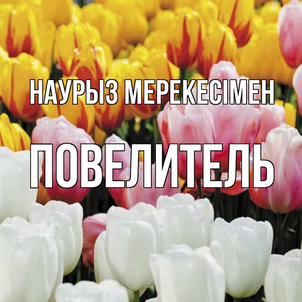 Күн сайын ашық хат с именем, Повелитель Наурыз мерекесімен разноцветные цветы Онлайн тегін жүктеп алу тілектері бар керемет карта 