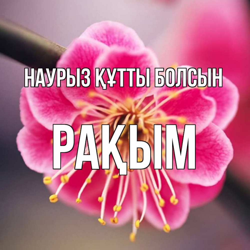 Күн сайын ашық хат с именем, РАҚЫМ Наурыз құтты болсын цветы Онлайн тегін жүктеп алу тілектері бар керемет карта 