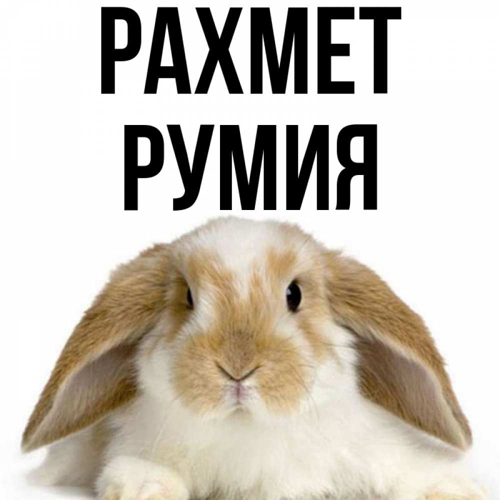 Күн сайын ашық хат с именем, Румия рахмет коричнево белый заяц Онлайн тегін жүктеп алу тілектері бар керемет карта 