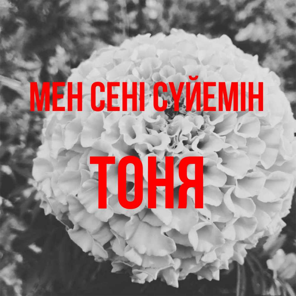 Күн сайын ашық хат с именем, Тоня Мен сені сүйемін подпись Онлайн тегін жүктеп алу тілектері бар керемет карта 