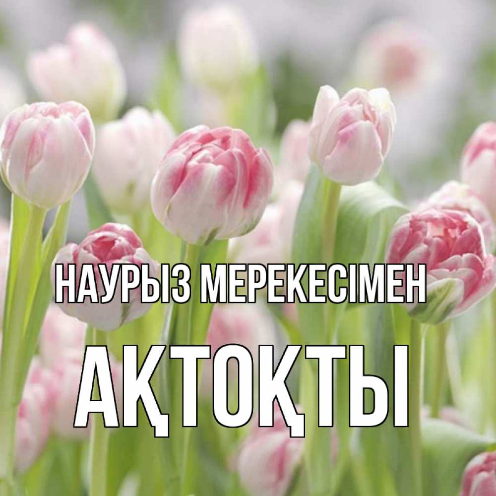 Күн сайын ашық хат с именем, АҚТОҚТЫ Наурыз мерекесімен цветы Онлайн тегін жүктеп алу тілектері бар керемет карта 