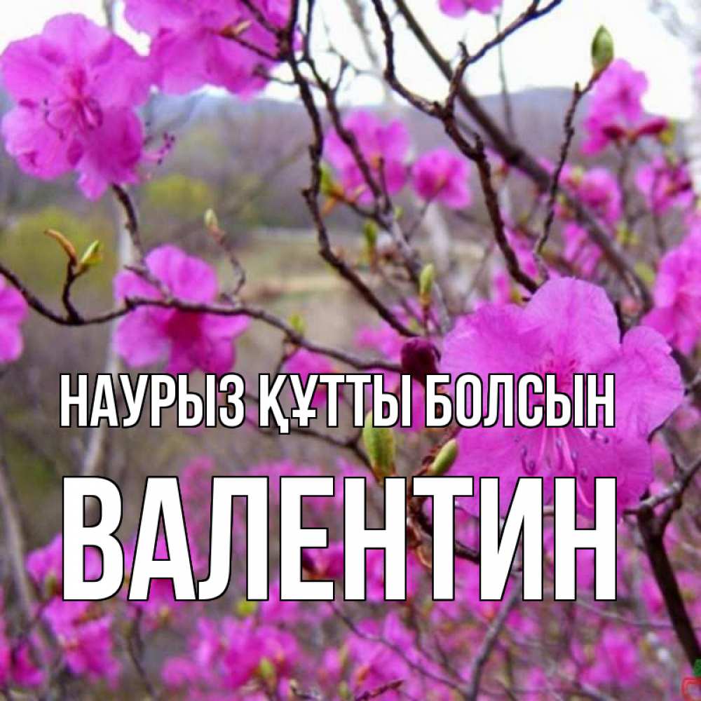 Күн сайын ашық хат с именем, Валентин Наурыз құтты болсын наурыз мейрамы кутты болсын Онлайн тегін жүктеп алу тілектері бар керемет карта 
