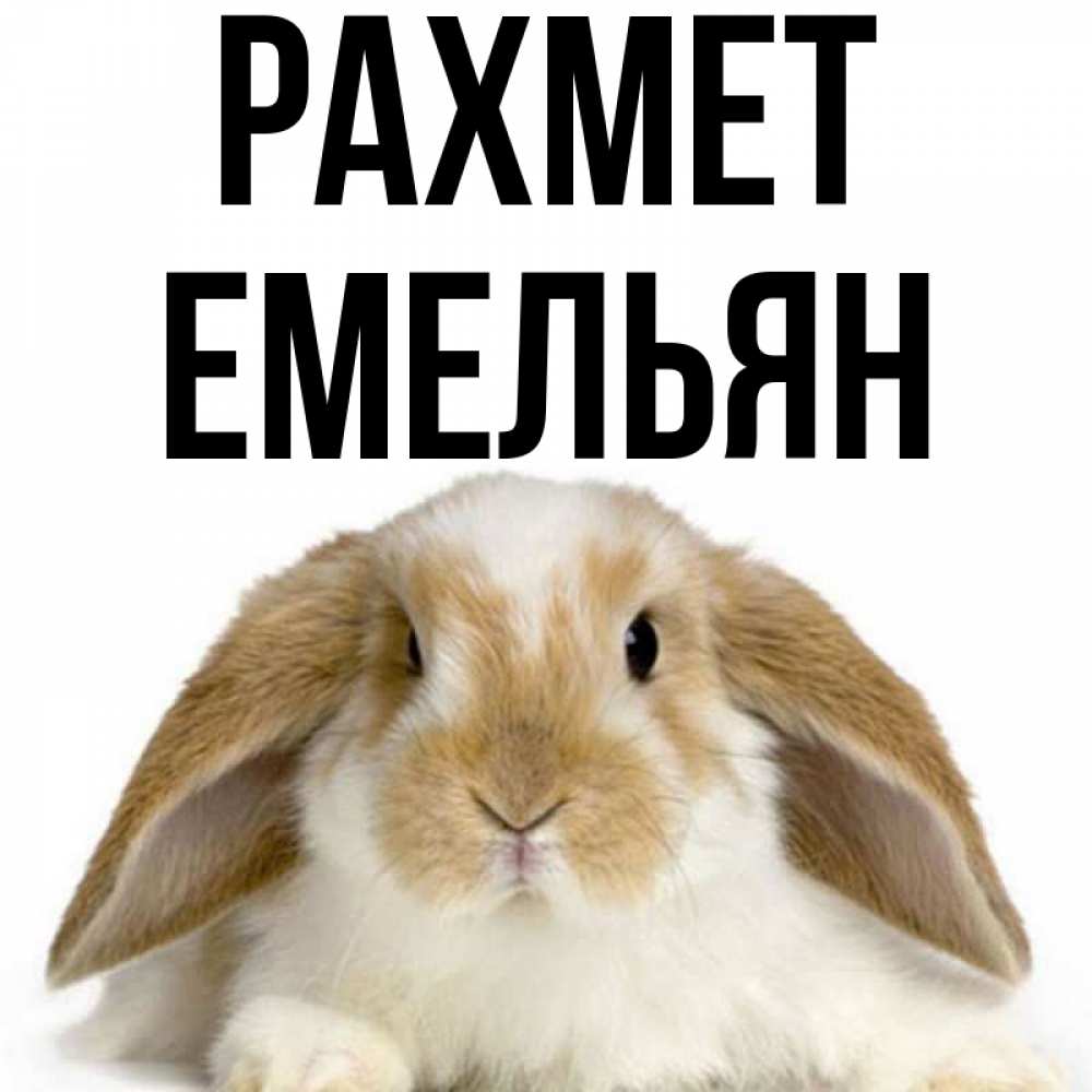 Күн сайын ашық хат с именем, Емельян рахмет коричнево белый заяц Онлайн тегін жүктеп алу тілектері бар керемет карта 