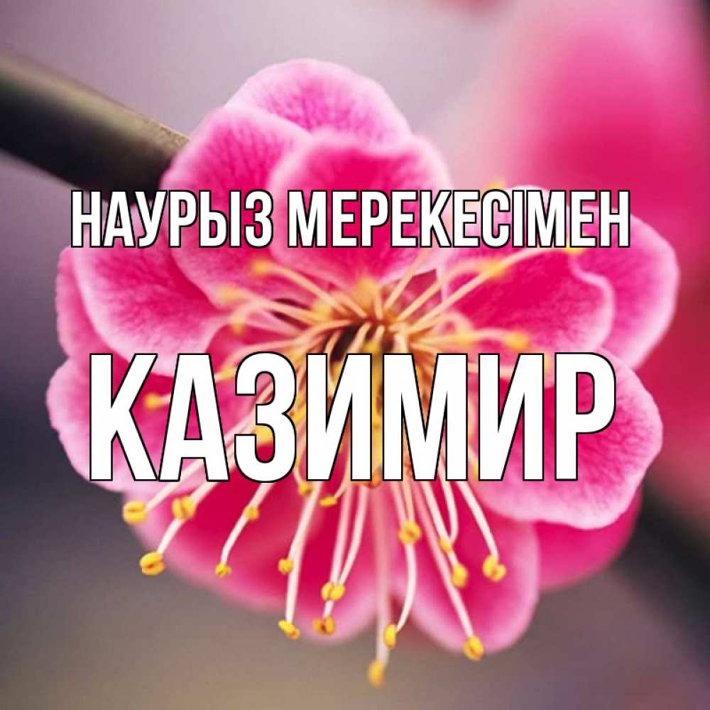 Күн сайын ашық хат с именем, Казимир Наурыз мерекесімен цветы Онлайн тегін жүктеп алу тілектері бар керемет карта 