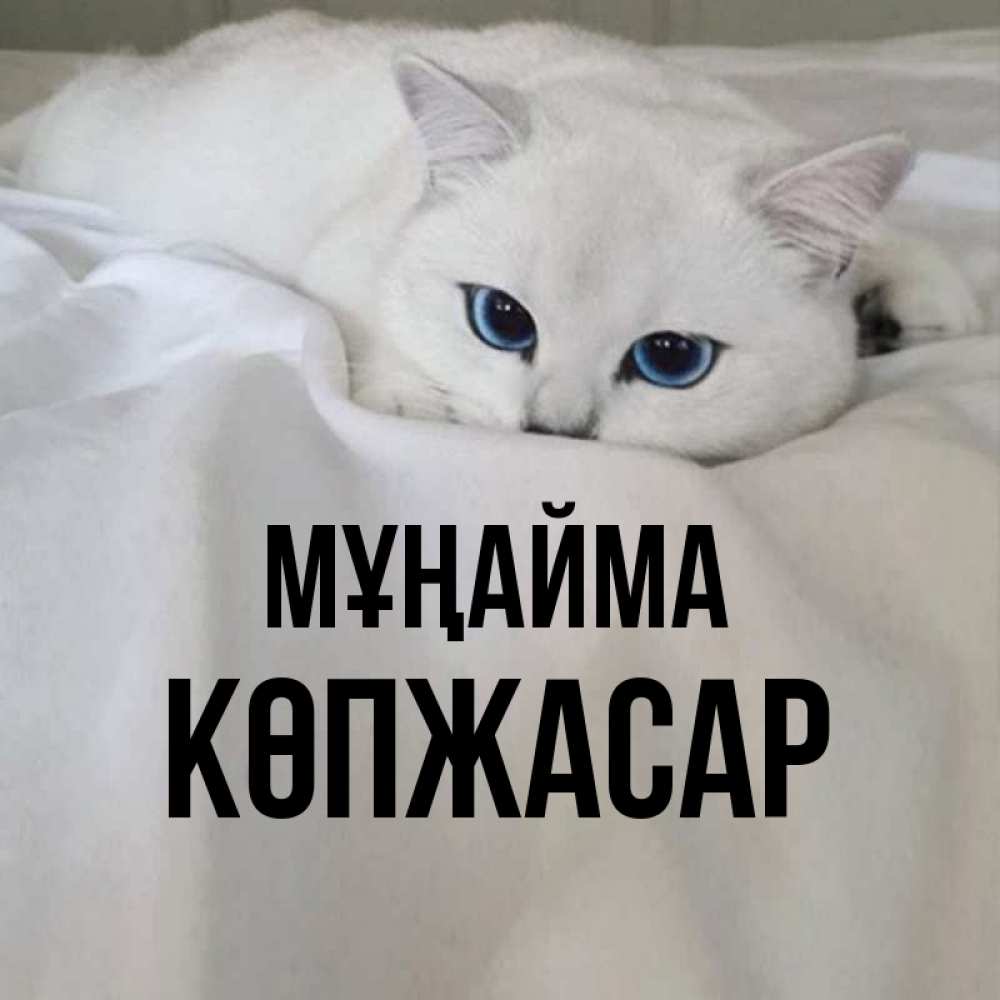 Күн сайын ашық хат с именем, Көпжасар Мұңайма Голубоглазая кошка Онлайн тегін жүктеп алу тілектері бар керемет карта 