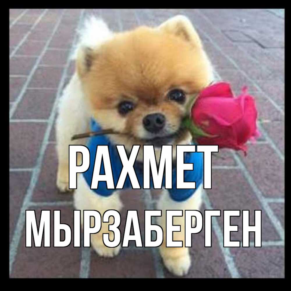 Күн сайын ашық хат с именем, Мырзаберген рахмет спасибо и дарю тебе цветок Онлайн тегін жүктеп алу тілектері бар керемет карта 