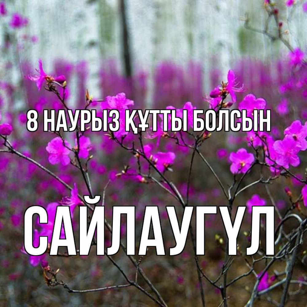 Күн сайын ашық хат с именем, САЙЛАУГҮЛ 8 наурыз құтты болсын дикие цветы Онлайн тегін жүктеп алу тілектері бар керемет карта 