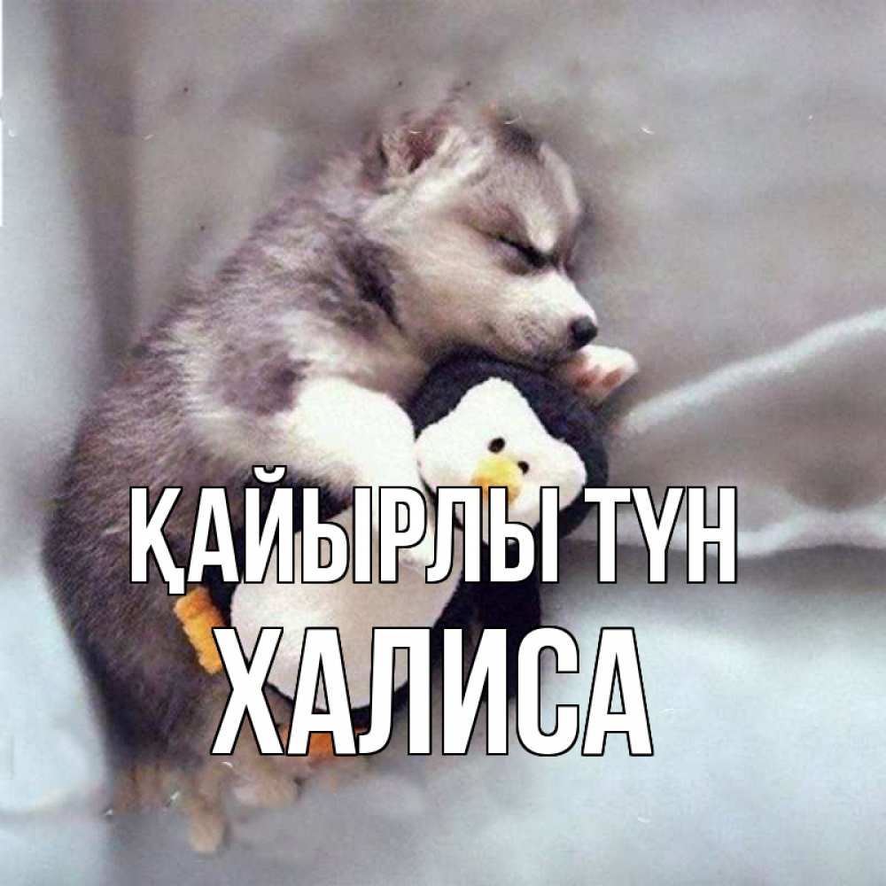 Күн сайын ашық хат с именем, ХАЛИСА Қайырлы түн обнимашки щенка и пингвина Онлайн тегін жүктеп алу тілектері бар керемет карта 