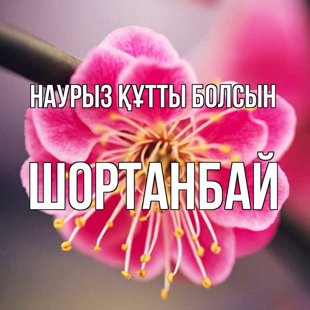 Күн сайын ашық хат с именем, ШОРТАНБАЙ Наурыз құтты болсын цветы Онлайн тегін жүктеп алу тілектері бар керемет карта 