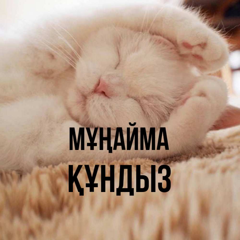 Күн сайын ашық хат с именем, ҚҰНДЫЗ Мұңайма Котенок спит Онлайн тегін жүктеп алу тілектері бар керемет карта 