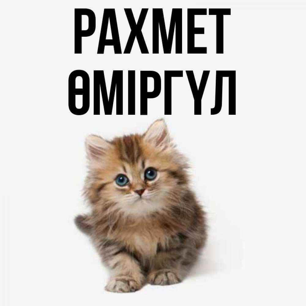 Күн сайын ашық хат с именем, ӨМІРГҮЛ рахмет пушистый котик Онлайн тегін жүктеп алу тілектері бар керемет карта 