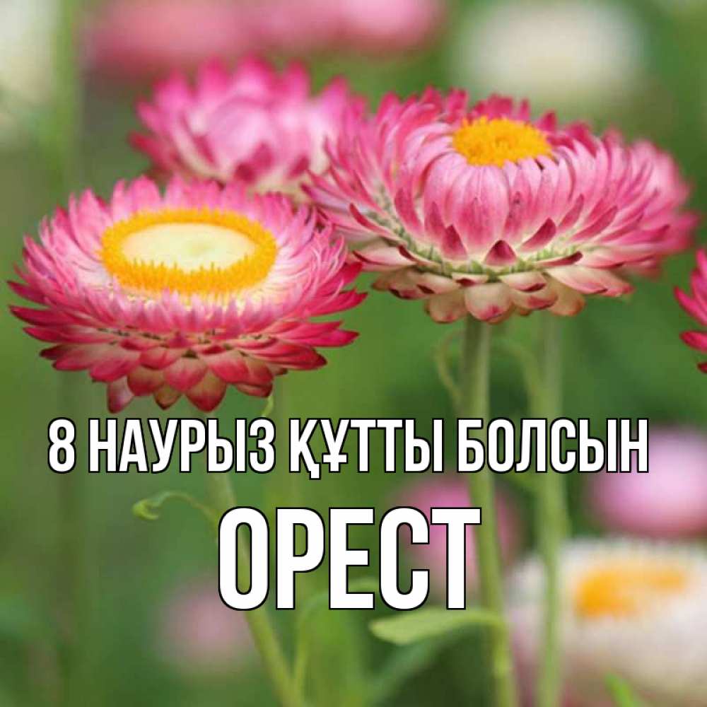 Күн сайын ашық хат с именем, Орест 8 наурыз құтты болсын подарок на международный женский день Онлайн тегін жүктеп алу тілектері бар керемет карта 