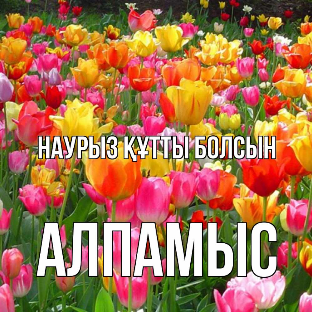 Күн сайын ашық хат с именем, Алпамыс Наурыз құтты болсын на наурыз  ура ура Онлайн тегін жүктеп алу тілектері бар керемет карта 