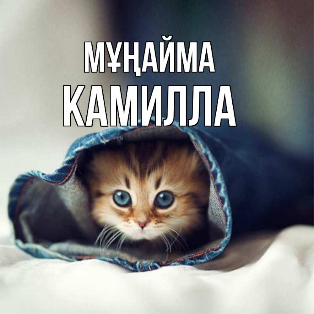Күн сайын ашық хат с именем, Камилла Мұңайма рыжик котик Онлайн тегін жүктеп алу тілектері бар керемет карта 