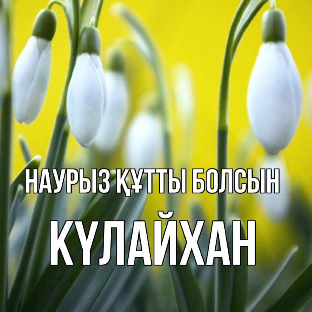 Күн сайын ашық хат с именем, КҮЛАЙХАН Наурыз құтты болсын весенние цветы Онлайн тегін жүктеп алу тілектері бар керемет карта 