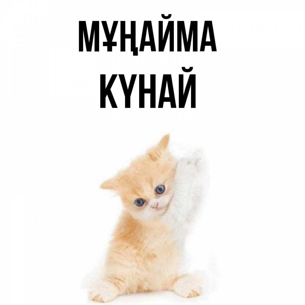 Күн сайын ашық хат с именем, КҮНАЙ Мұңайма просящий кот Онлайн тегін жүктеп алу тілектері бар керемет карта 