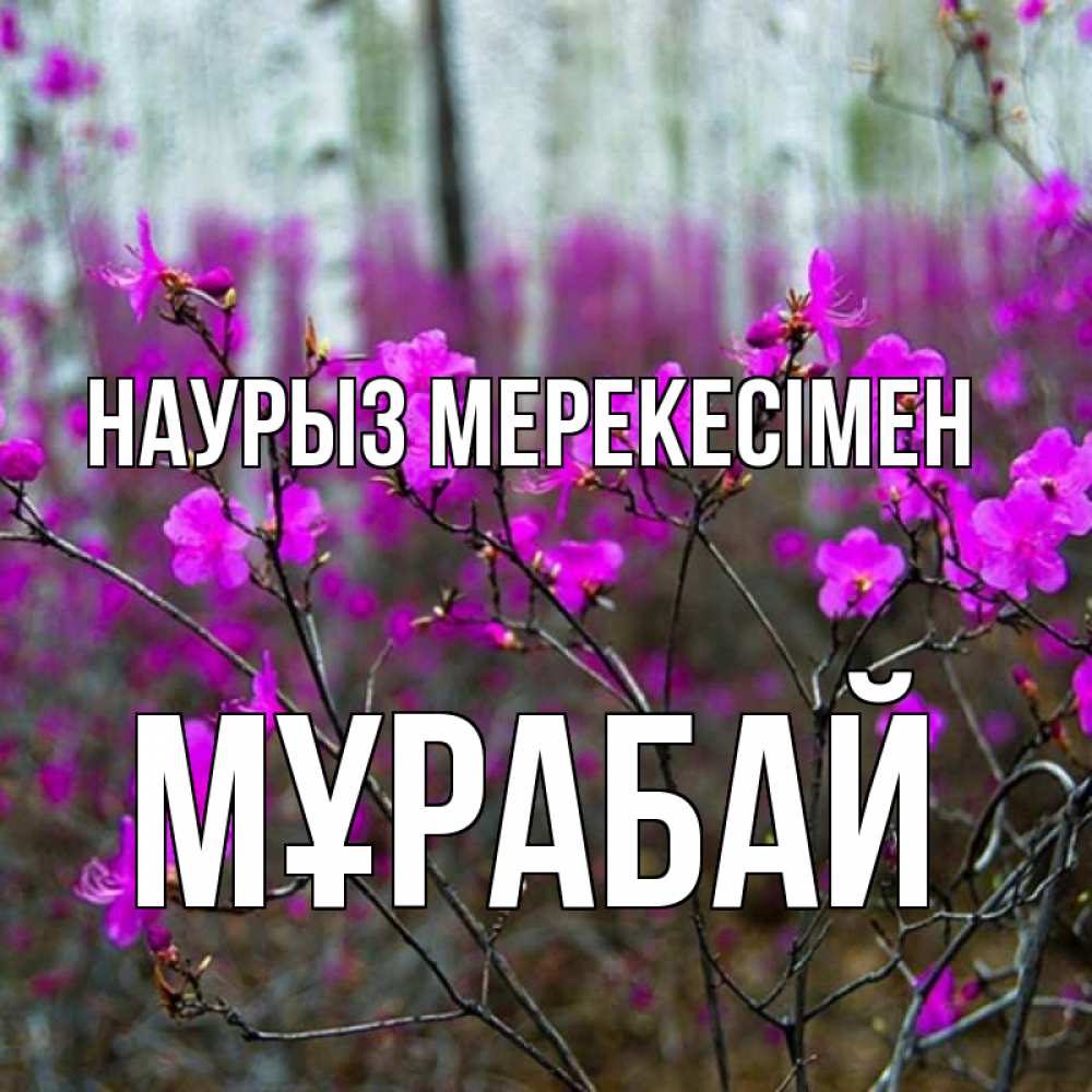 Күн сайын ашық хат с именем, МҰРАБАЙ Наурыз мерекесімен дикие цветы Онлайн тегін жүктеп алу тілектері бар керемет карта 