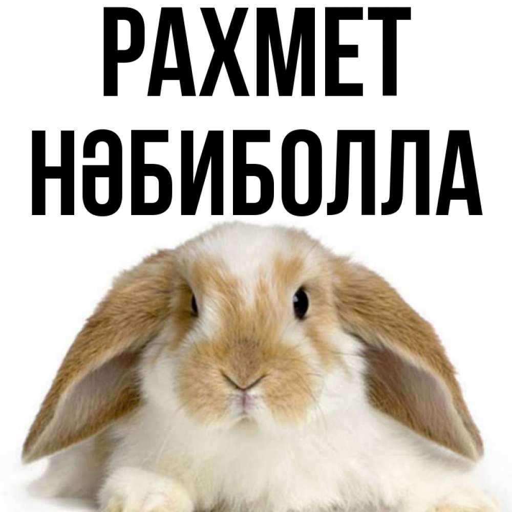 Күн сайын ашық хат с именем, НӘБИБОЛЛА рахмет коричнево белый заяц Онлайн тегін жүктеп алу тілектері бар керемет карта 