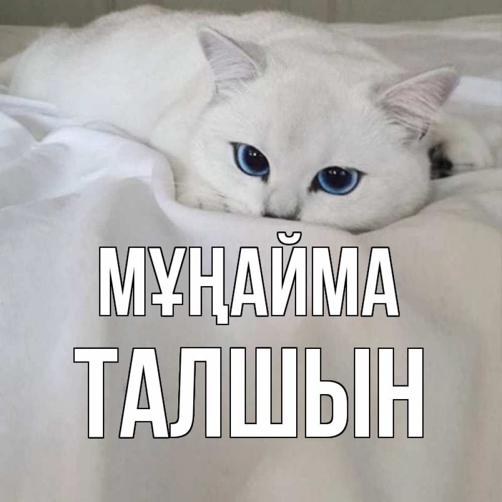 Күн сайын ашық хат с именем, ТАЛШЫН Мұңайма белый кот с голубыми глазами на белоснежной кровати Онлайн тегін жүктеп алу тілектері бар керемет карта 