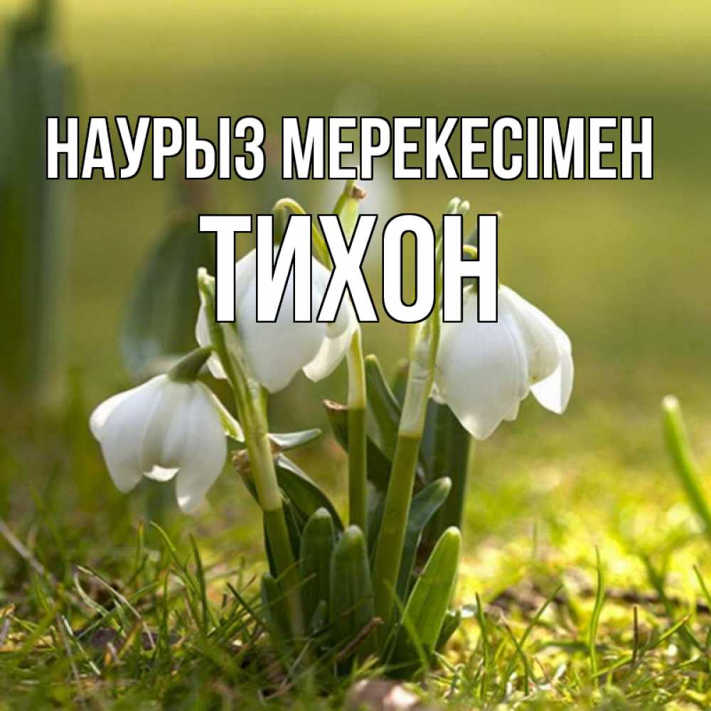 Күн сайын ашық хат с именем, Тихон Наурыз мерекесімен ранние цветы 2 Онлайн тегін жүктеп алу тілектері бар керемет карта 