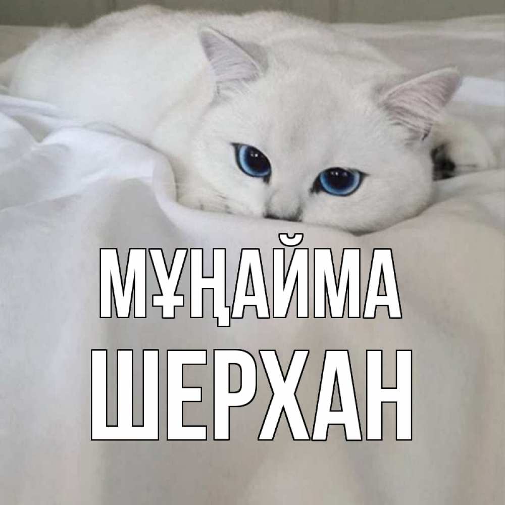 Күн сайын ашық хат с именем, ШЕРХАН Мұңайма белый кот с голубыми глазами на белоснежной кровати Онлайн тегін жүктеп алу тілектері бар керемет карта 