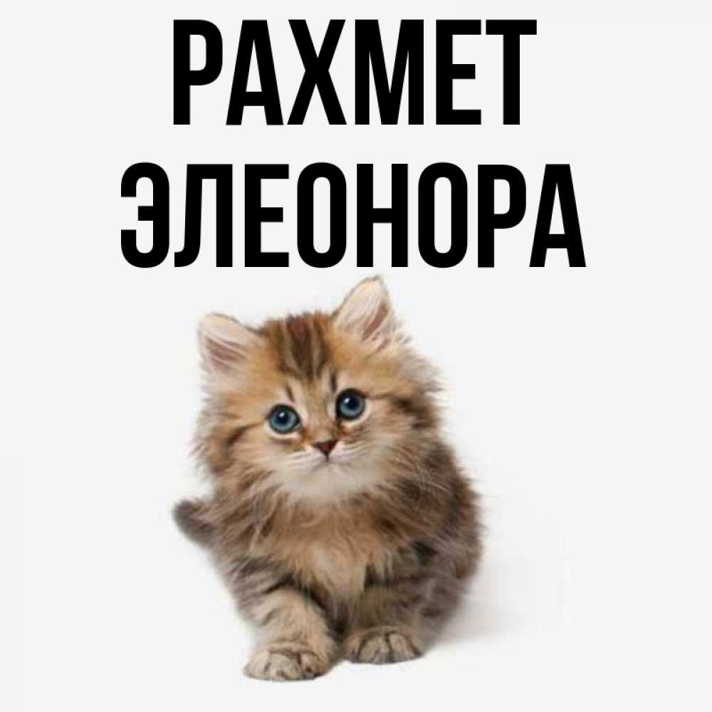 Күн сайын ашық хат с именем, Элеонора рахмет пушистый котик Онлайн тегін жүктеп алу тілектері бар керемет карта 