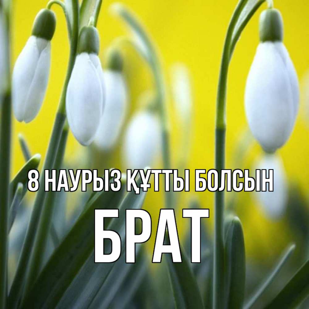 Күн сайын ашық хат с именем, Брат 8 наурыз құтты болсын весенние цветы Онлайн тегін жүктеп алу тілектері бар керемет карта 