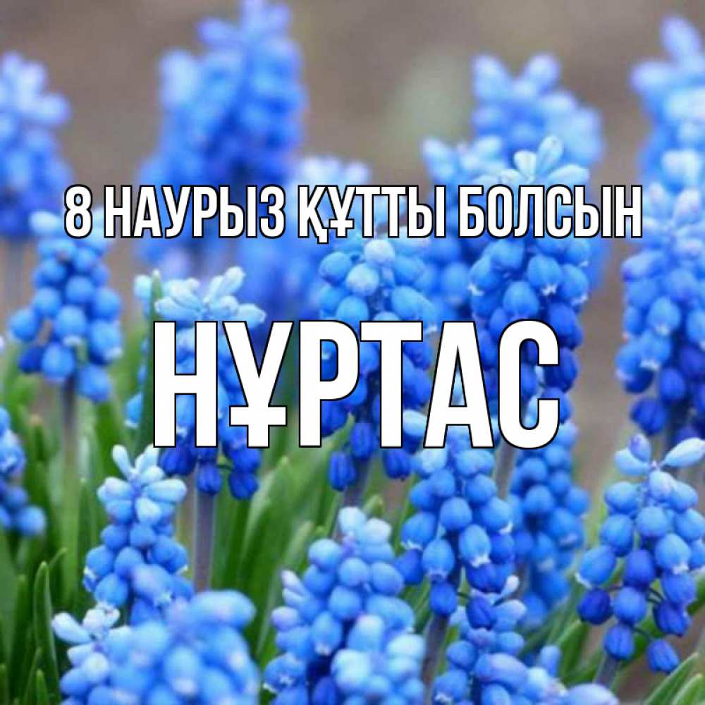 Күн сайын ашық хат с именем, НҰРТАС 8 наурыз құтты болсын Поздравительная открытка для женщин с цветами на праздничную дату Онлайн тегін жүктеп алу тілектері бар керемет карта 