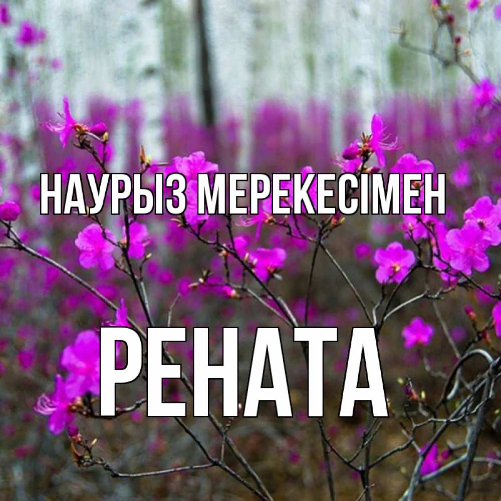 Күн сайын ашық хат с именем, Рената Наурыз мерекесімен дикие цветы Онлайн тегін жүктеп алу тілектері бар керемет карта 