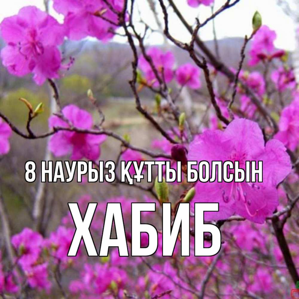 Күн сайын ашық хат с именем, ХАБИБ 8 наурыз құтты болсын международный женский день Онлайн тегін жүктеп алу тілектері бар керемет карта 