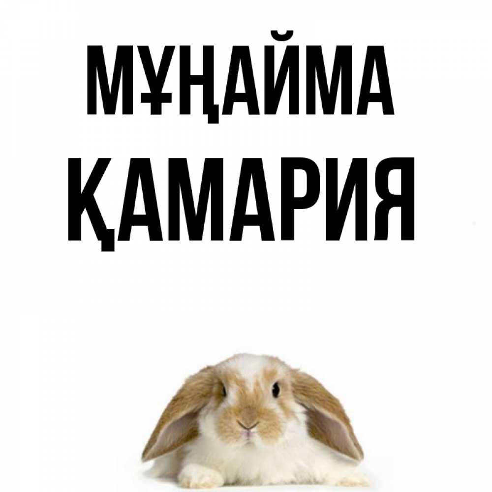 Күн сайын ашық хат с именем, ҚАМАРИЯ Мұңайма коричнево белый заяц с большими ушками Онлайн тегін жүктеп алу тілектері бар керемет карта 