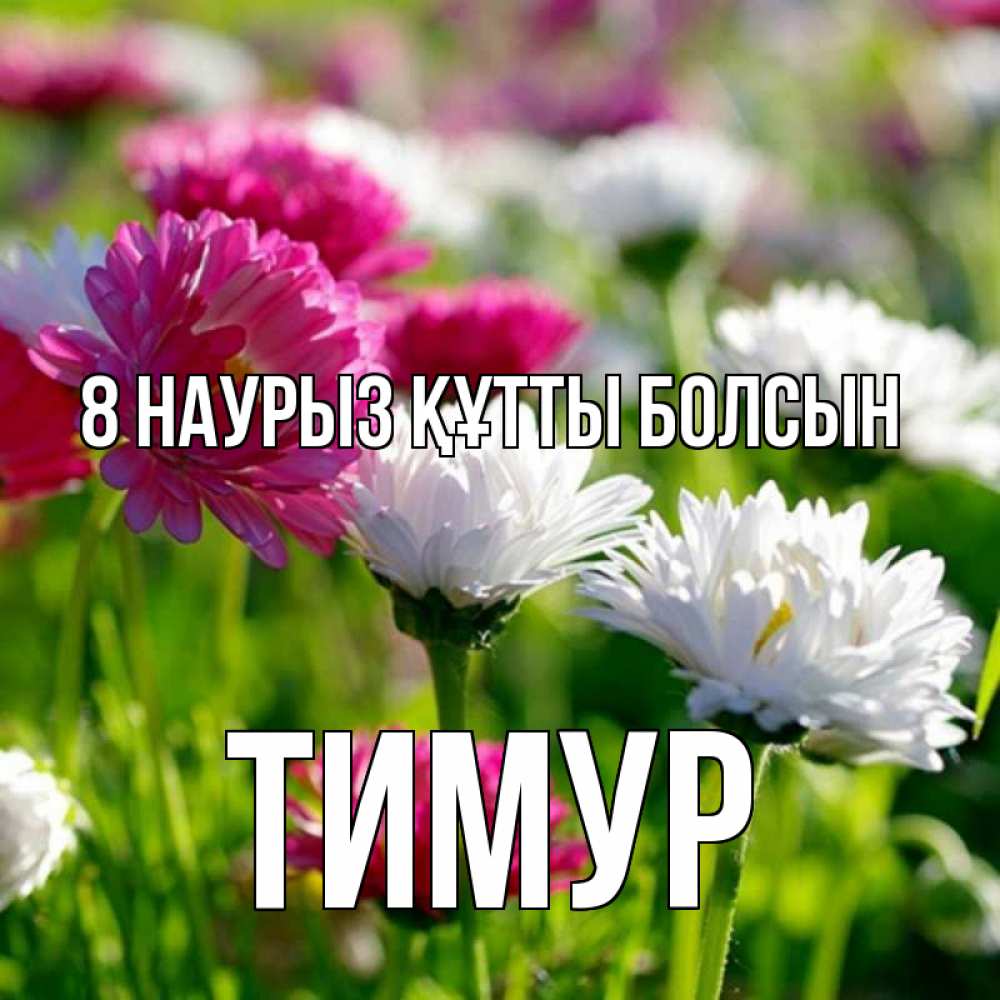 Күн сайын ашық хат с именем, Тимур 8 наурыз құтты болсын международный женский день 1 Онлайн тегін жүктеп алу тілектері бар керемет карта 