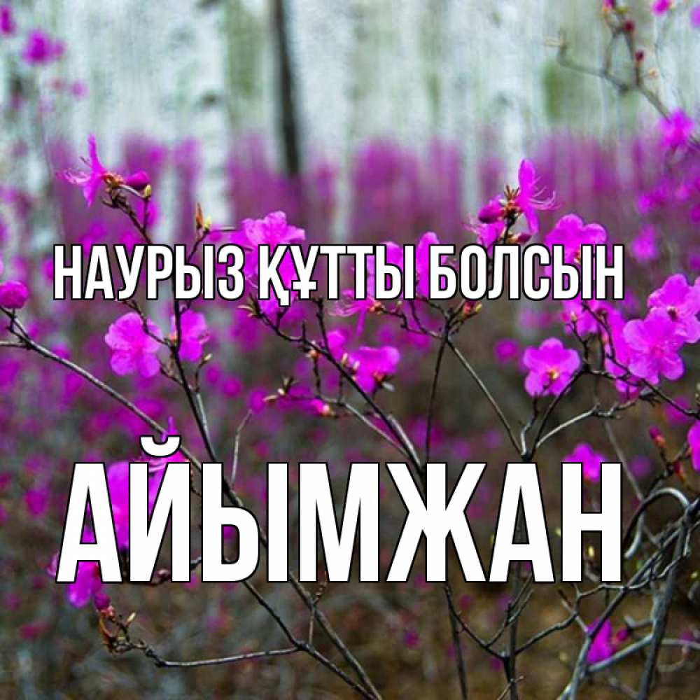 Күн сайын ашық хат с именем, АЙЫМЖАН Наурыз құтты болсын дикие цветы Онлайн тегін жүктеп алу тілектері бар керемет карта 