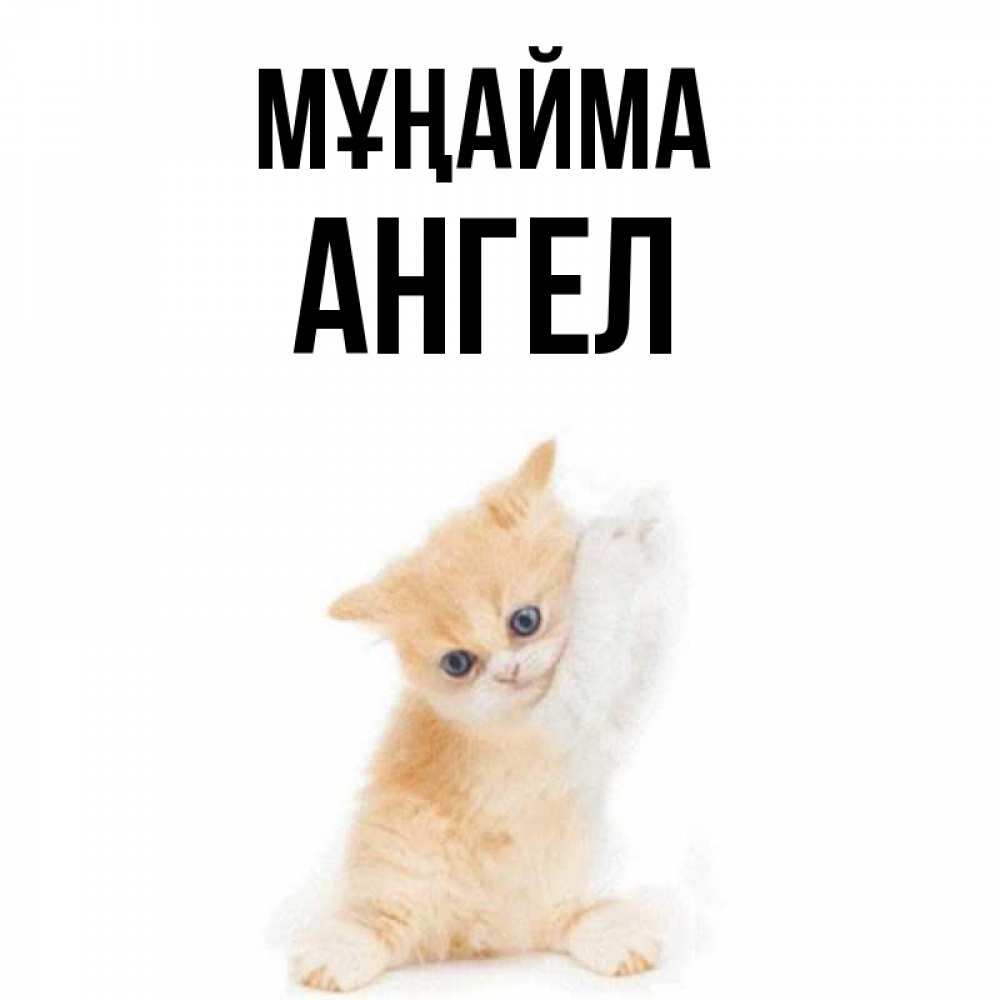 Күн сайын ашық хат с именем, Ангел Мұңайма просящий кот Онлайн тегін жүктеп алу тілектері бар керемет карта 