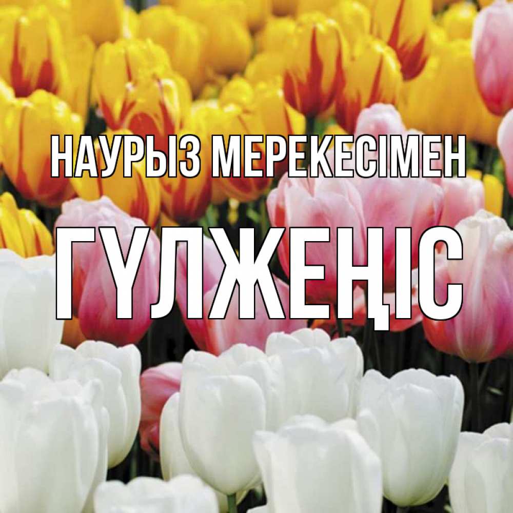 Күн сайын ашық хат с именем, ГҮЛЖЕҢІС Наурыз мерекесімен разноцветные цветы Онлайн тегін жүктеп алу тілектері бар керемет карта 