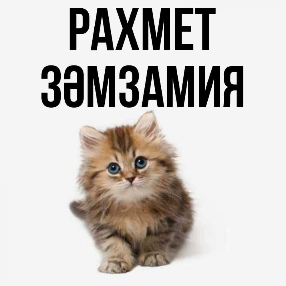 Күн сайын ашық хат с именем, ЗӘМЗАМИЯ рахмет пушистый котик Онлайн тегін жүктеп алу тілектері бар керемет карта 