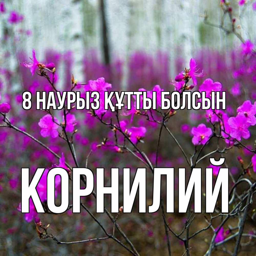 Күн сайын ашық хат с именем, Корнилий 8 наурыз құтты болсын дикие цветы Онлайн тегін жүктеп алу тілектері бар керемет карта 