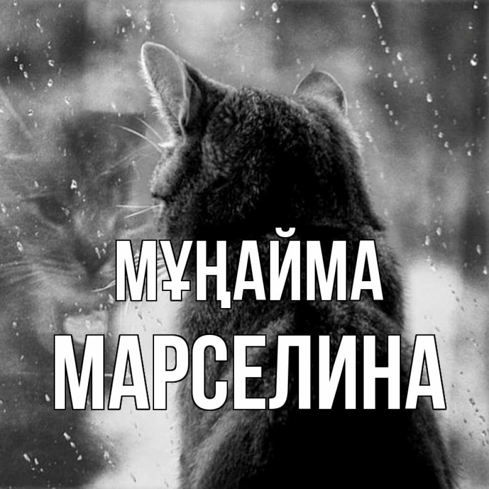 Күн сайын ашық хат с именем, Марселина Мұңайма отражение кота 1 Онлайн тегін жүктеп алу тілектері бар керемет карта 