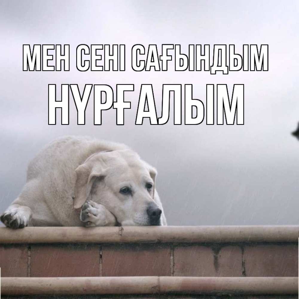 Күн сайын ашық хат с именем, НҮРҒАЛЫМ Мен сені сағындым ждет Онлайн тегін жүктеп алу тілектері бар керемет карта 